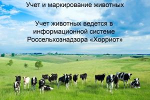 Животные